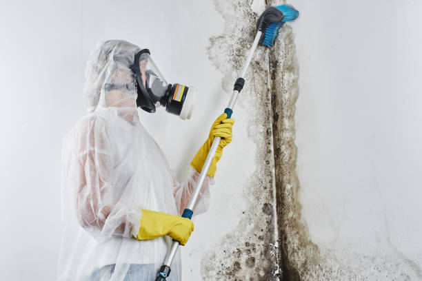 Best Mold Damage Repair  in Libby, MT
