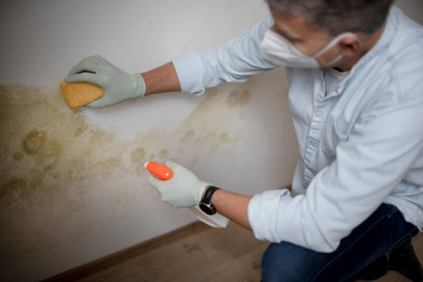 Certified Mold Removal in Libby, MT