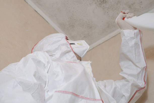 Best Fast Mold Removal  in Libby, MT
