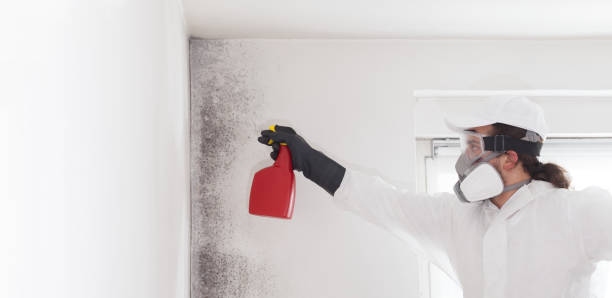 Best Toxic Mold Removal  in Libby, MT