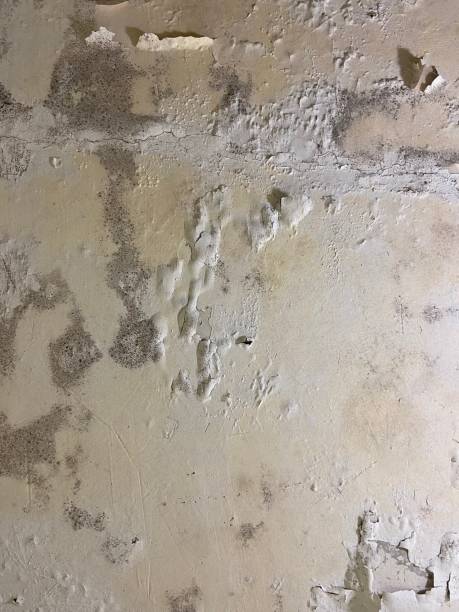Best Local Mold Removal Service  in Libby, MT