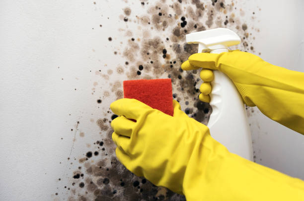 Best Mold Testing  in Libby, MT
