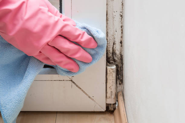 Best Commercial Mold Removal  in Libby, MT